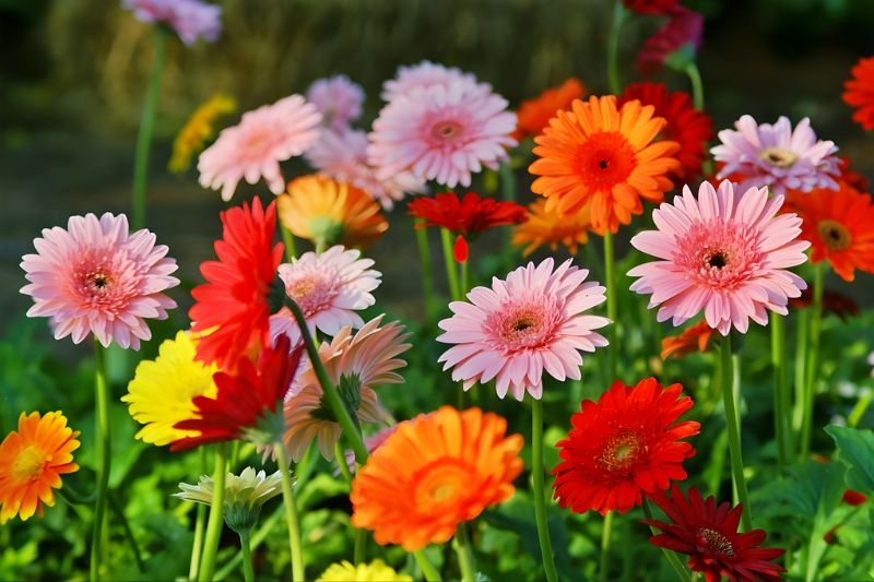 Hoa đồng tiền không chỉ mang ý nghĩa tâm linh mà còn tạo nên không gian ấm cúng