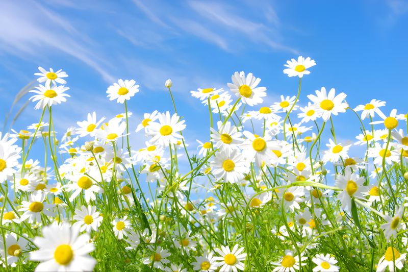 Hoa cúc vàng, cúc trắng tượng trưng cho sự may mắn và tài lộc