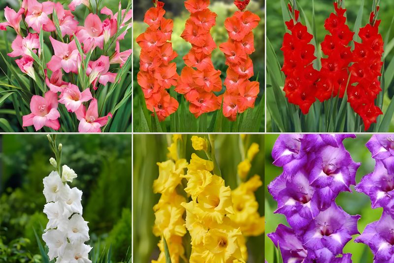 Hoa lay ơn không chỉ tạo điểm nhấn đẹp mắt trên mâm lễ mà còn mang đến ý nghĩa về tình cảm