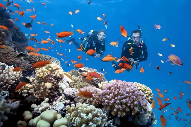 Dịch vụ lặn biển ngắm san hô tại biển Hòn Mun, Nha Trang