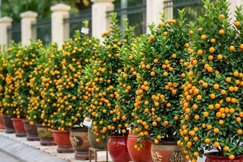 Cách chọn cây quất ngày Tết