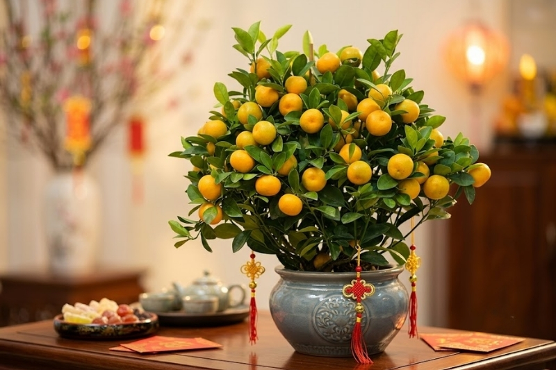 Ý nghĩa trưng quất ngày Tết