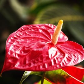 Hoa hồng môn là hoa gì? Đặc điểm, nguồn gốc và ý nghĩa phong thủy