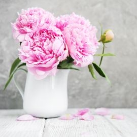 Hoa mẫu đơn với vẻ đẹp vượt thời gian được mệnh danh là hoa của năm 2024